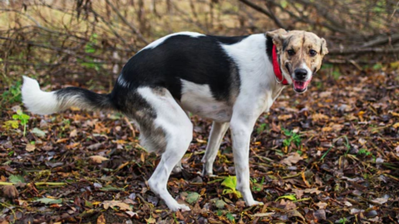 köpek