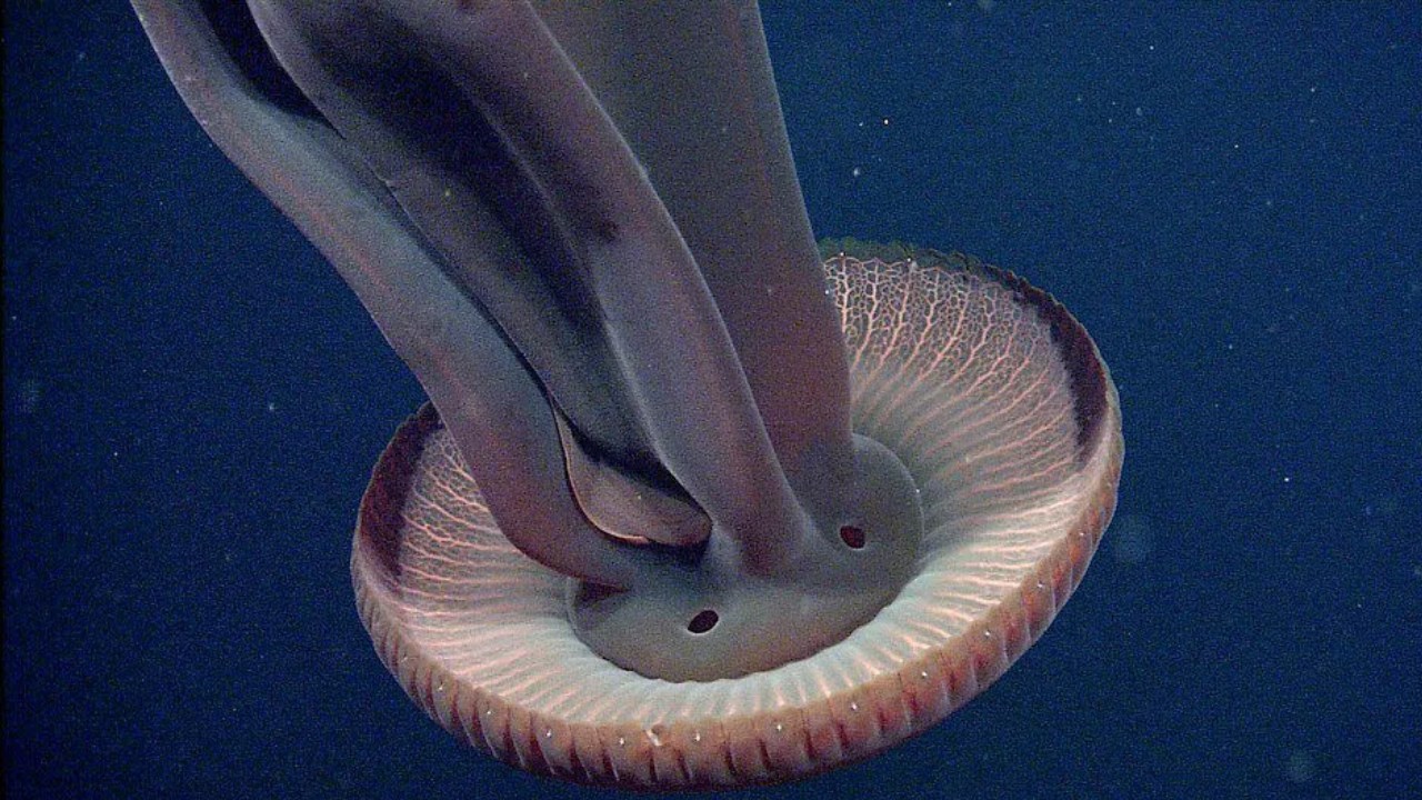 denizanası