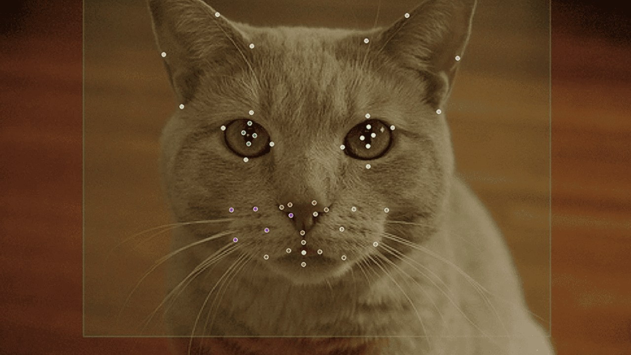 kedi