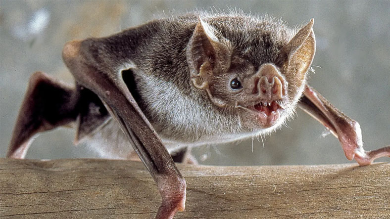 yarasa