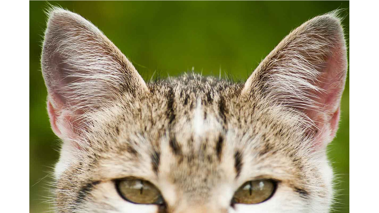 kedi kulağı