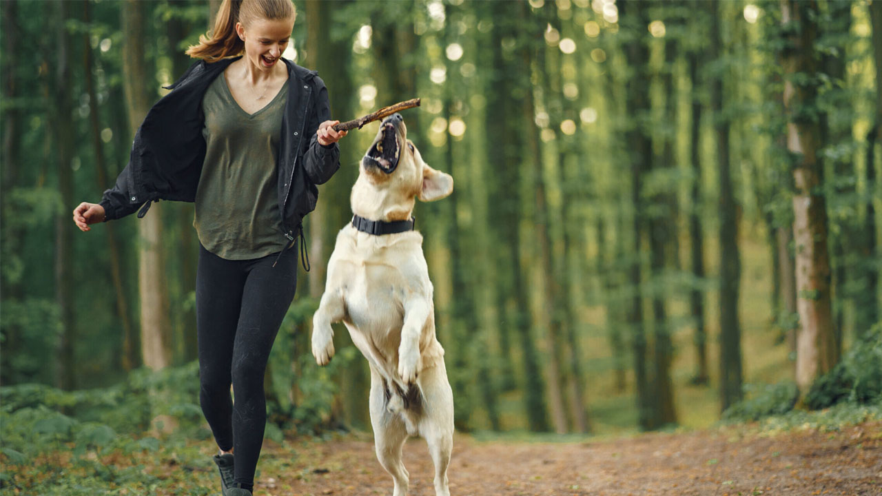 köpek gezdirme