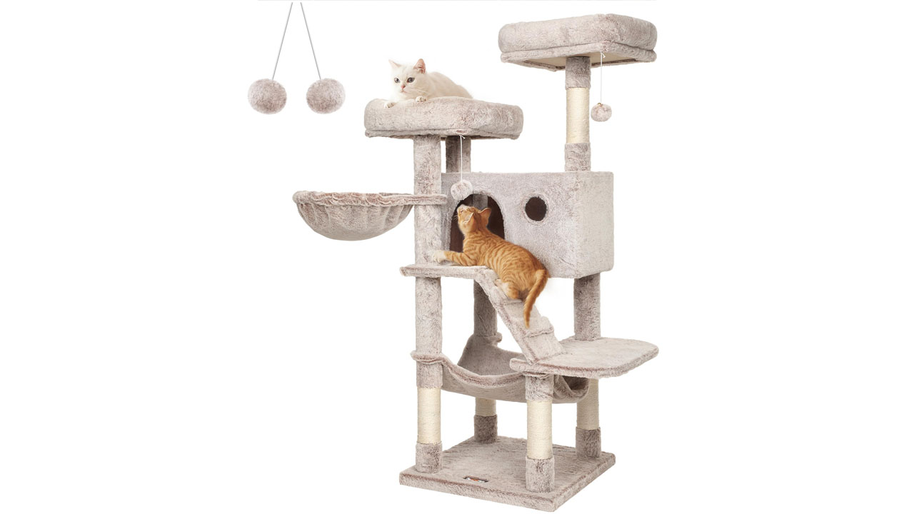 kedi ağacı