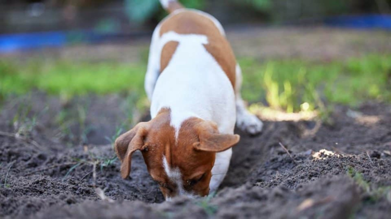 köpek
