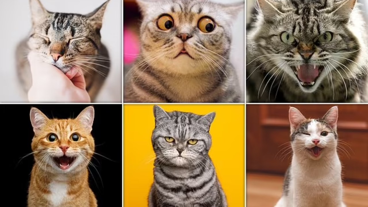 kedi