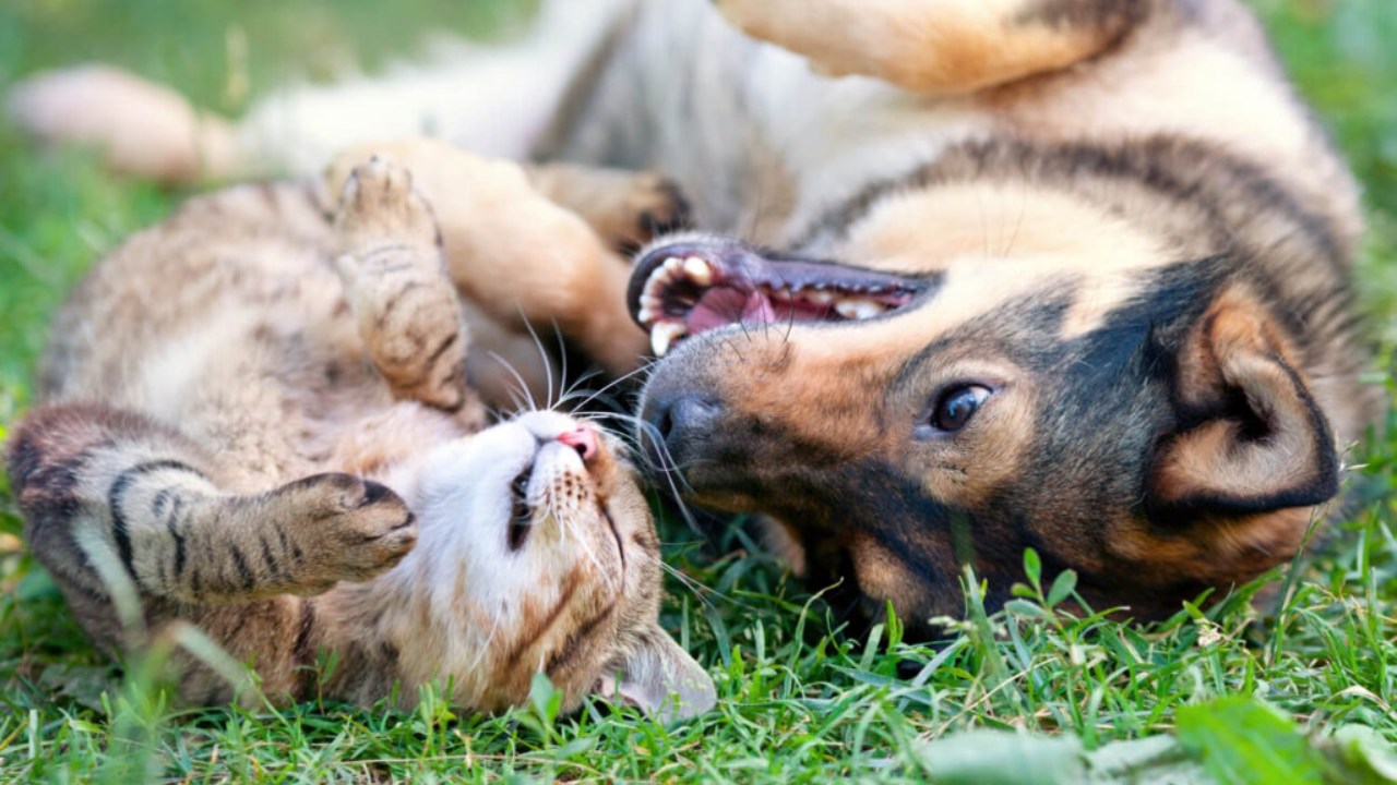 kedi ve köpek