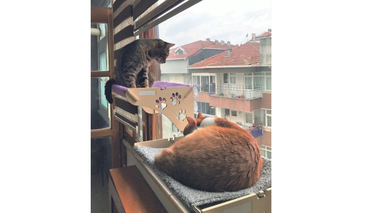 kedi rafı
