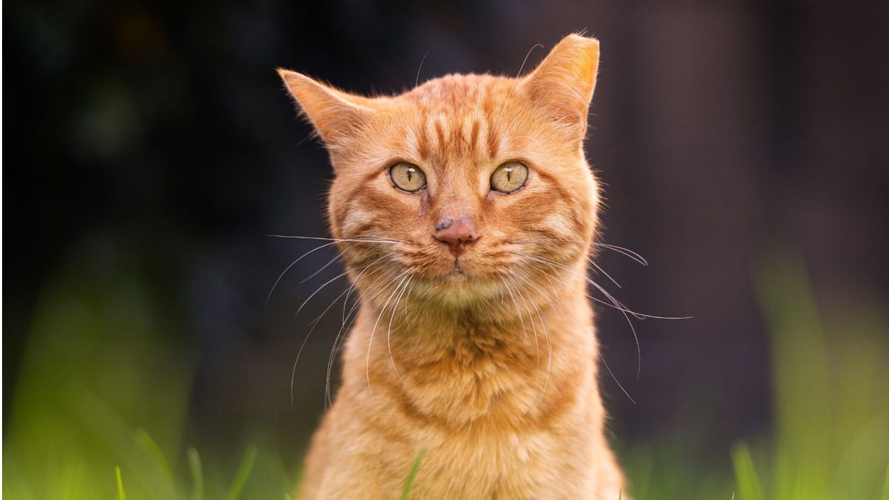 kedi