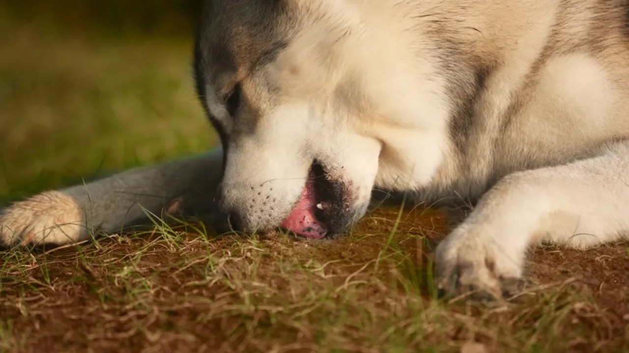 köpek