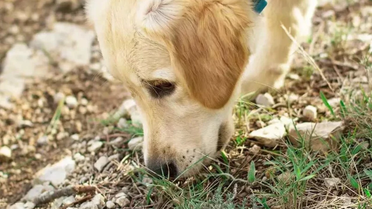 köpek