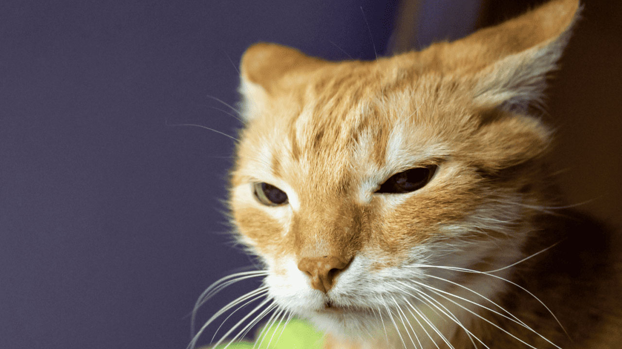 kedi kulak