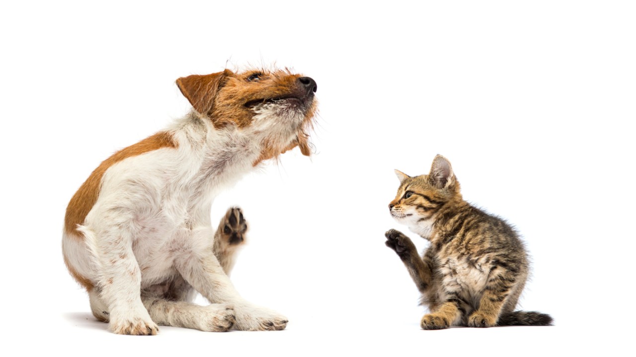 kedi ve köpek