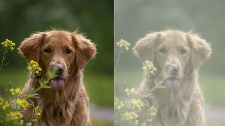 köpek görüş açısı