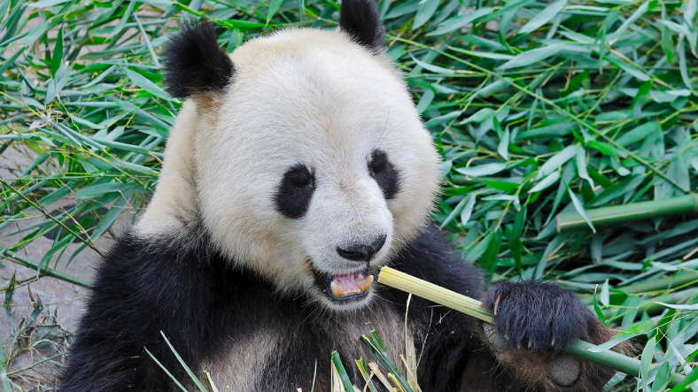 panda