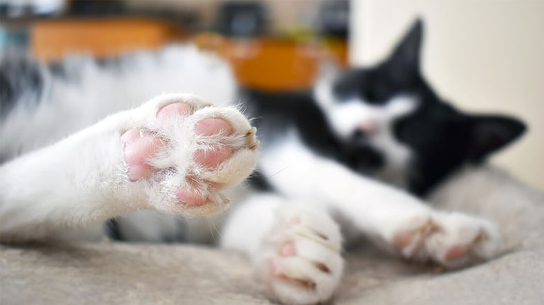 kedi patisi