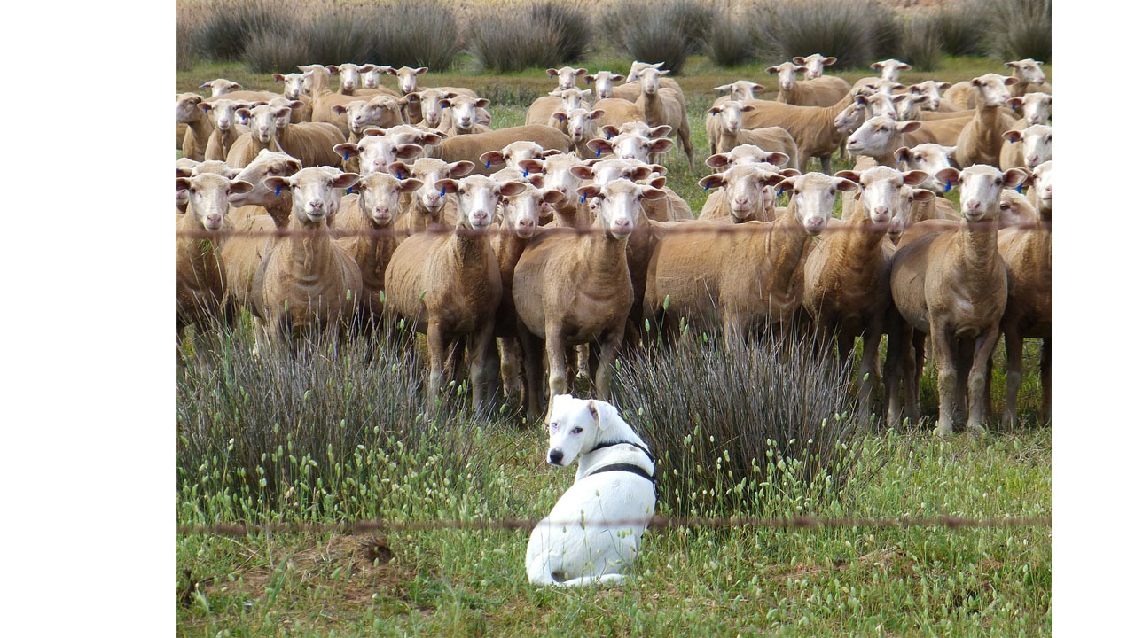 çoban köpekleri