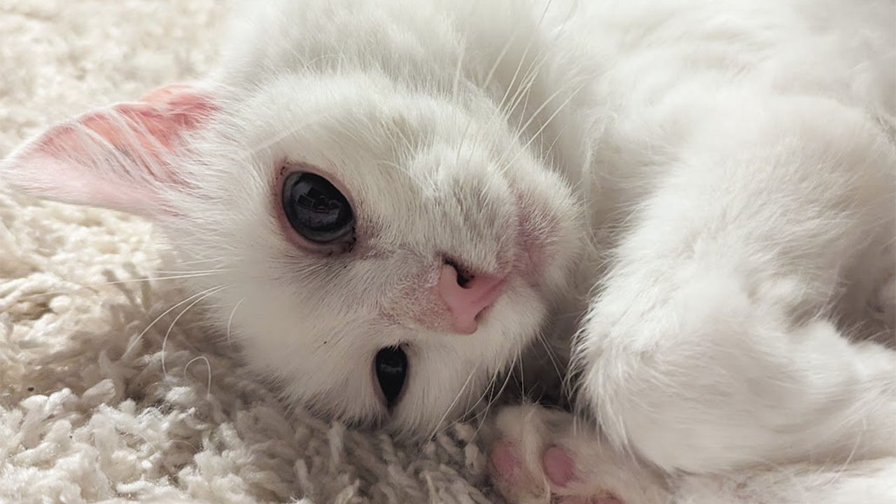 Ghost kedi