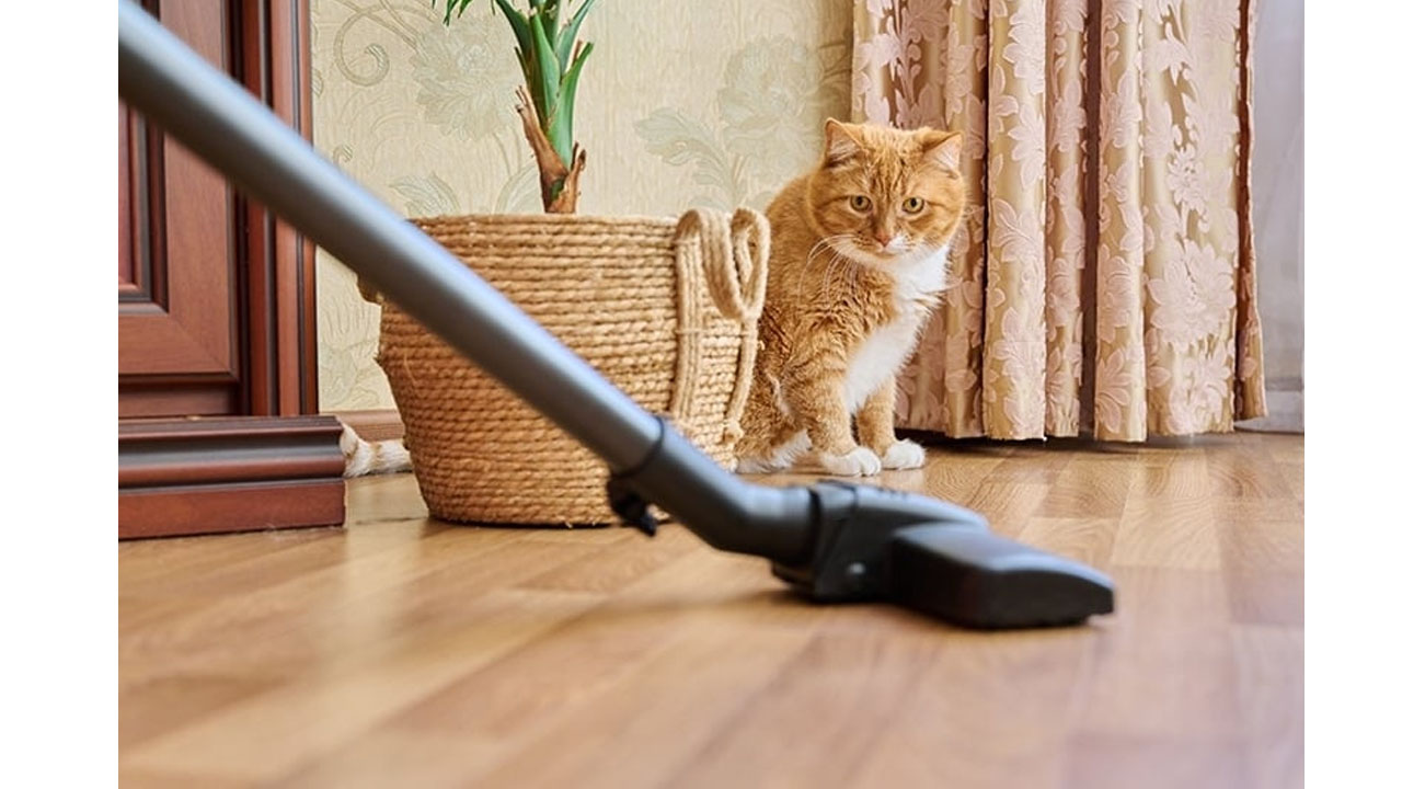 kedi elektrik süpürgesi