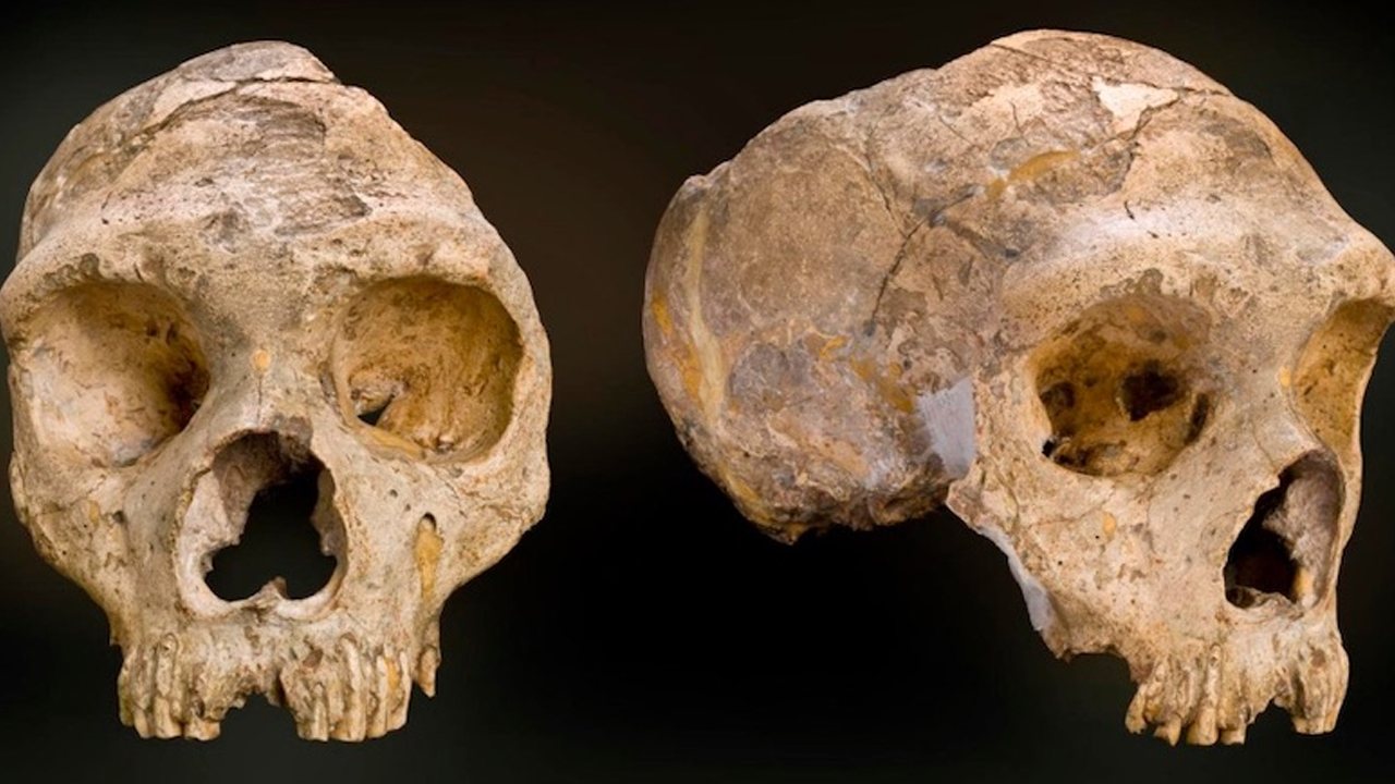 Neandertal Fosilleri