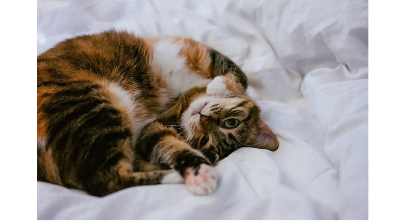 kedi