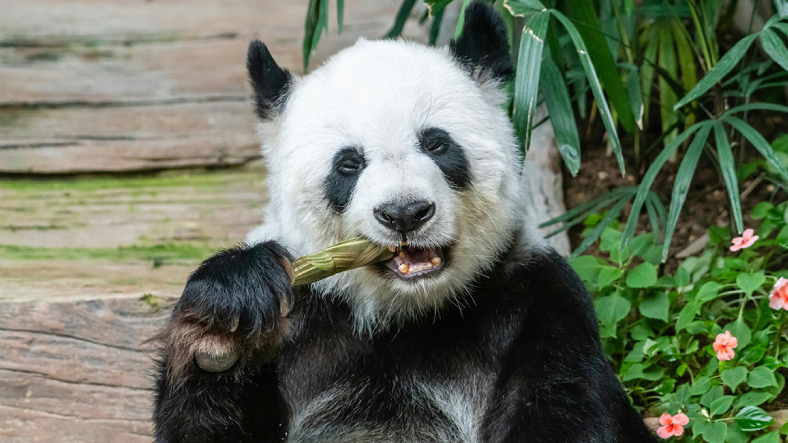 panda