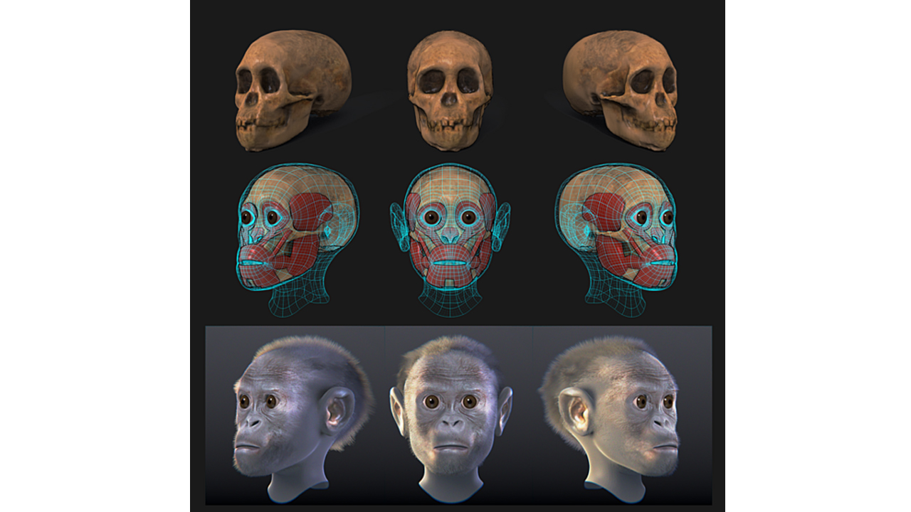 Taung Çocuğu
